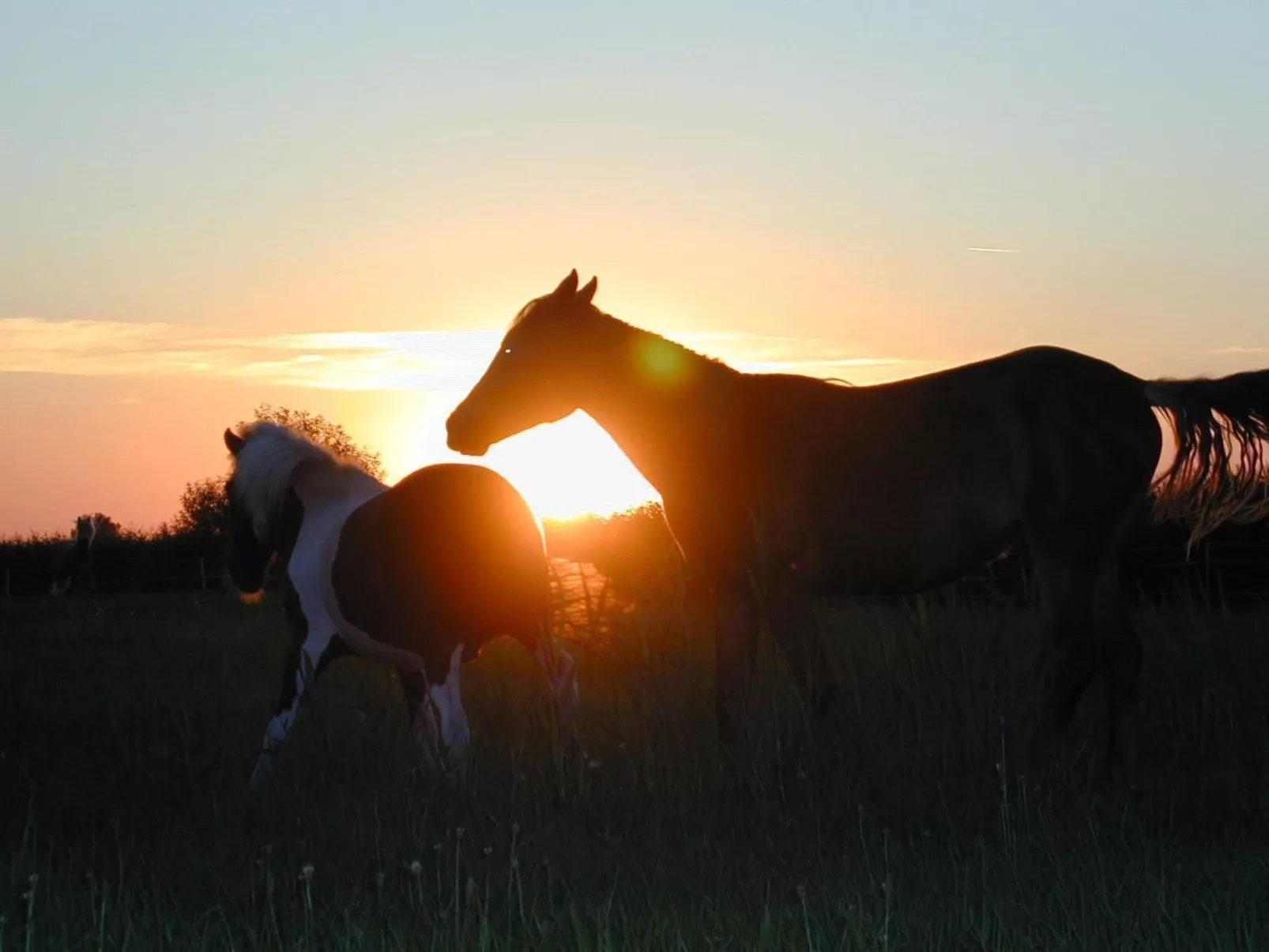 Große Ferienwohnung in Bleckede mit Großem Balkon - Image-tags.info