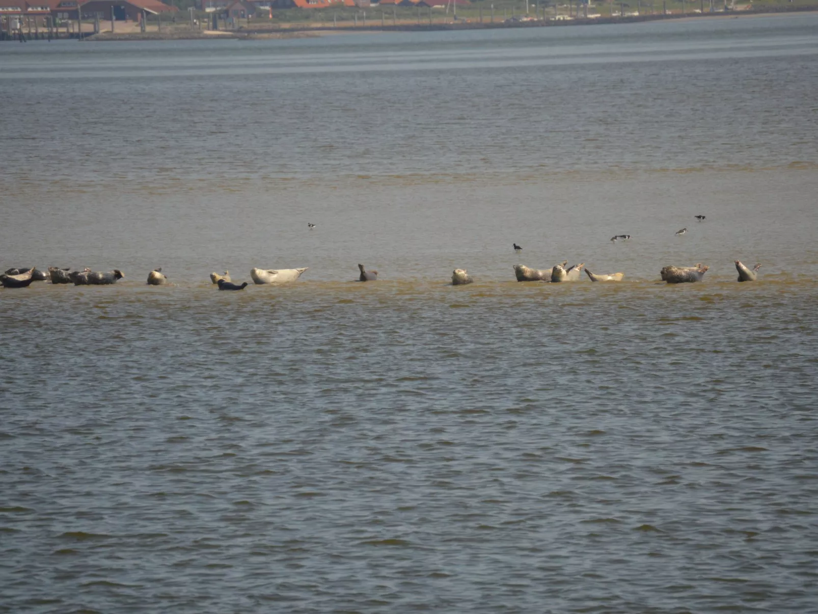 Haus Wattwurm - Image-tags.info