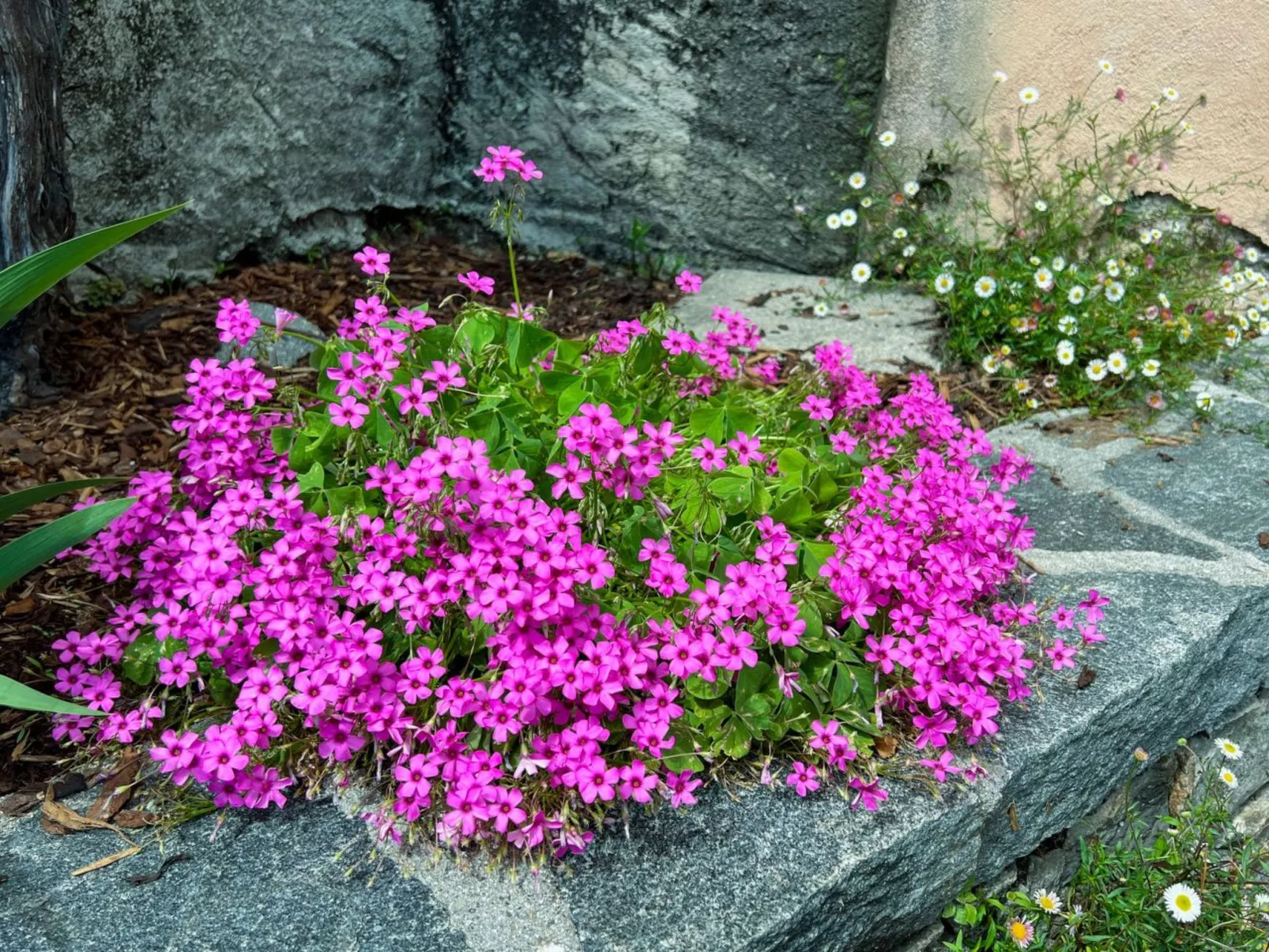 Casa Fior di Loto - Image-tags.info