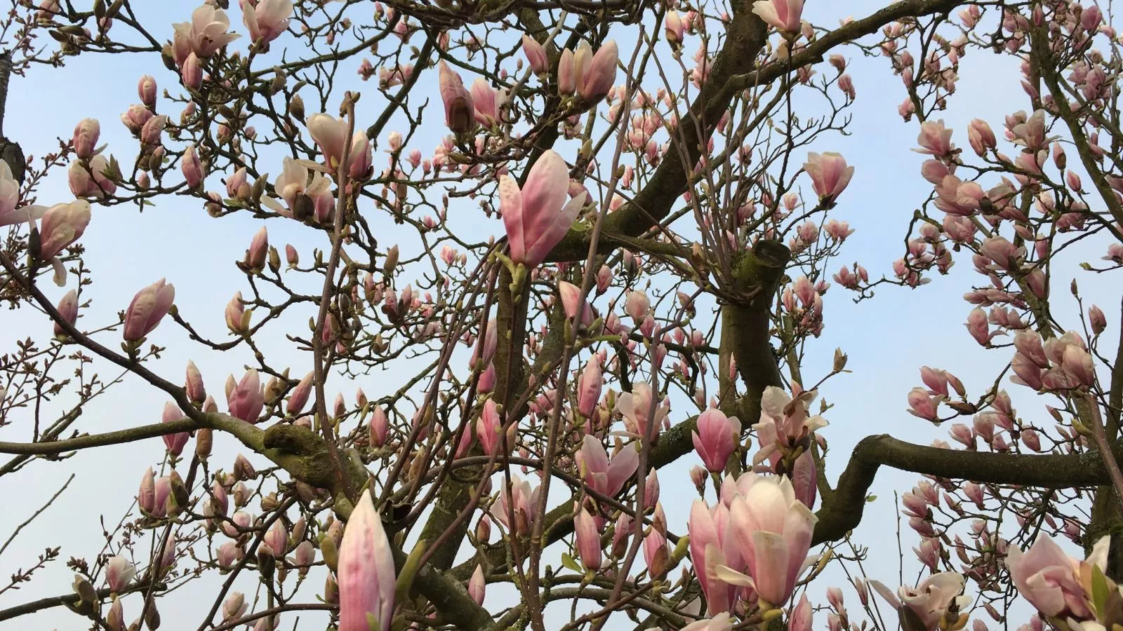 De Zomerbij - Buitenlucht