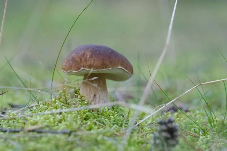 Apartments Rekowo 30 qm - Gebieden zomer 1km