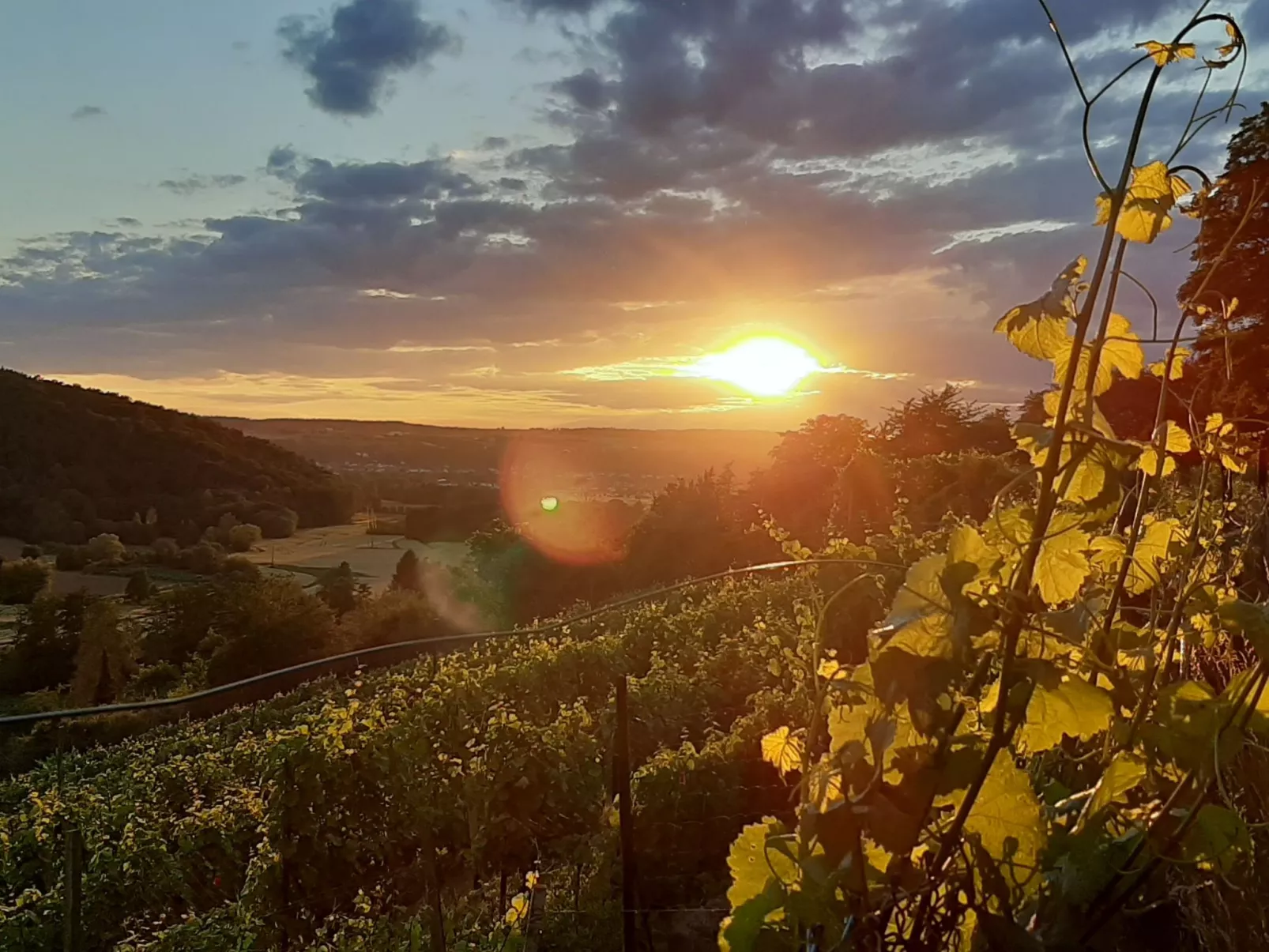 Vineyard-Suites FeWo - Image-tags.info