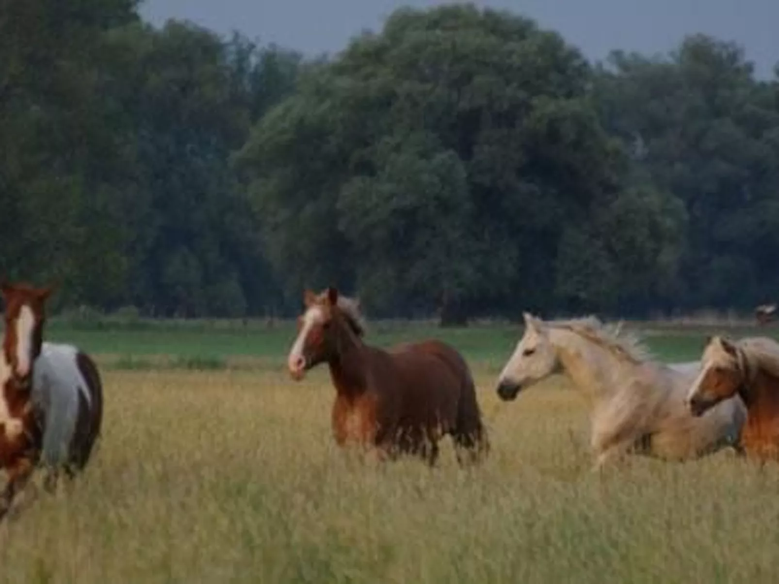 Große Ferienwohnung in Bleckede mit Großem Balkon - Image-tags.info