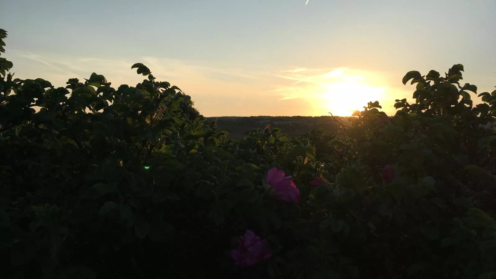 De Zomerbij - Uitzicht zomer