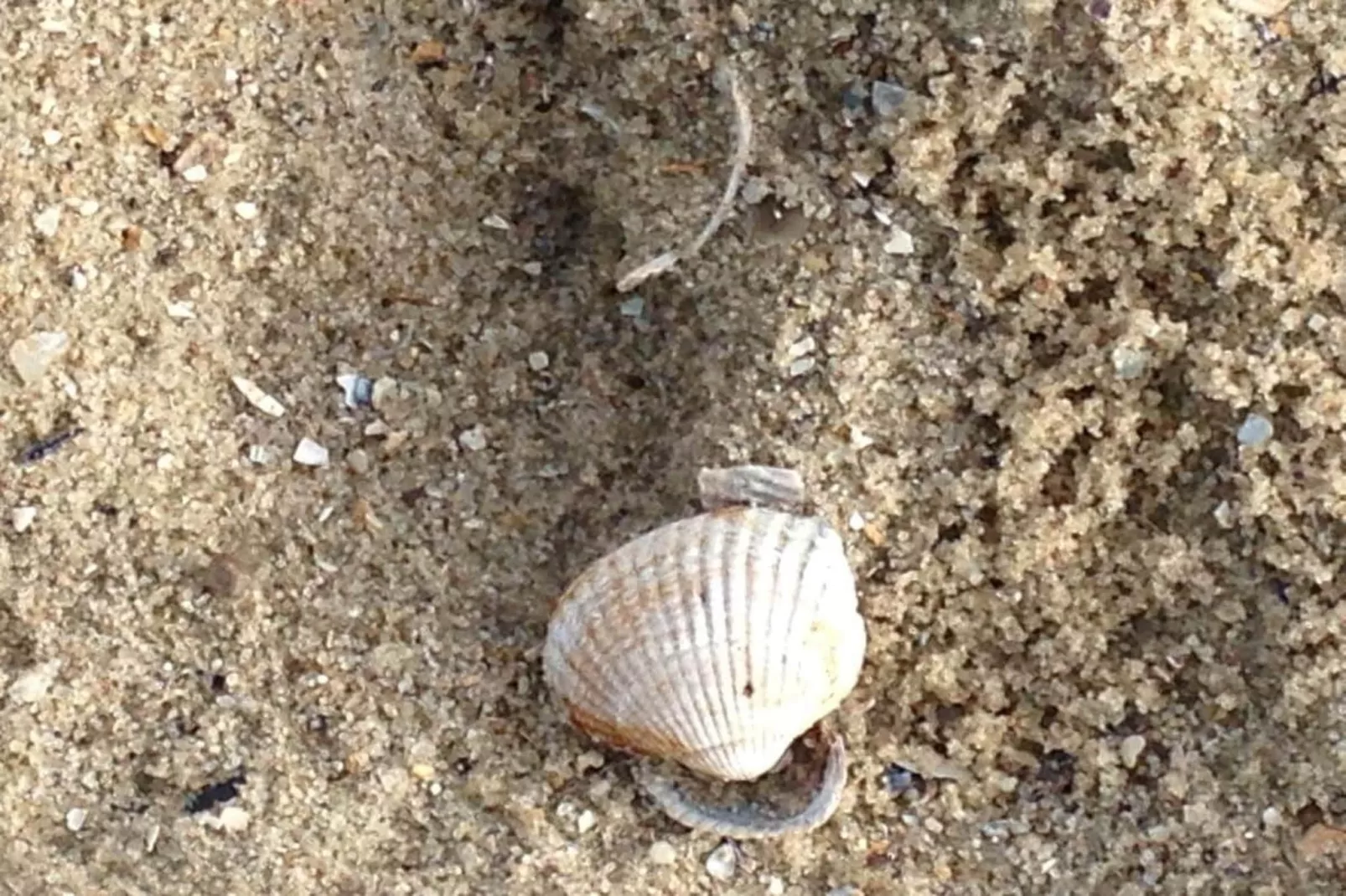 111107-Gebieden zomer 5km