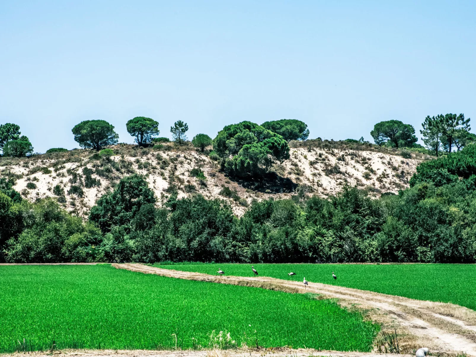 Villa Cegonha-Buiten