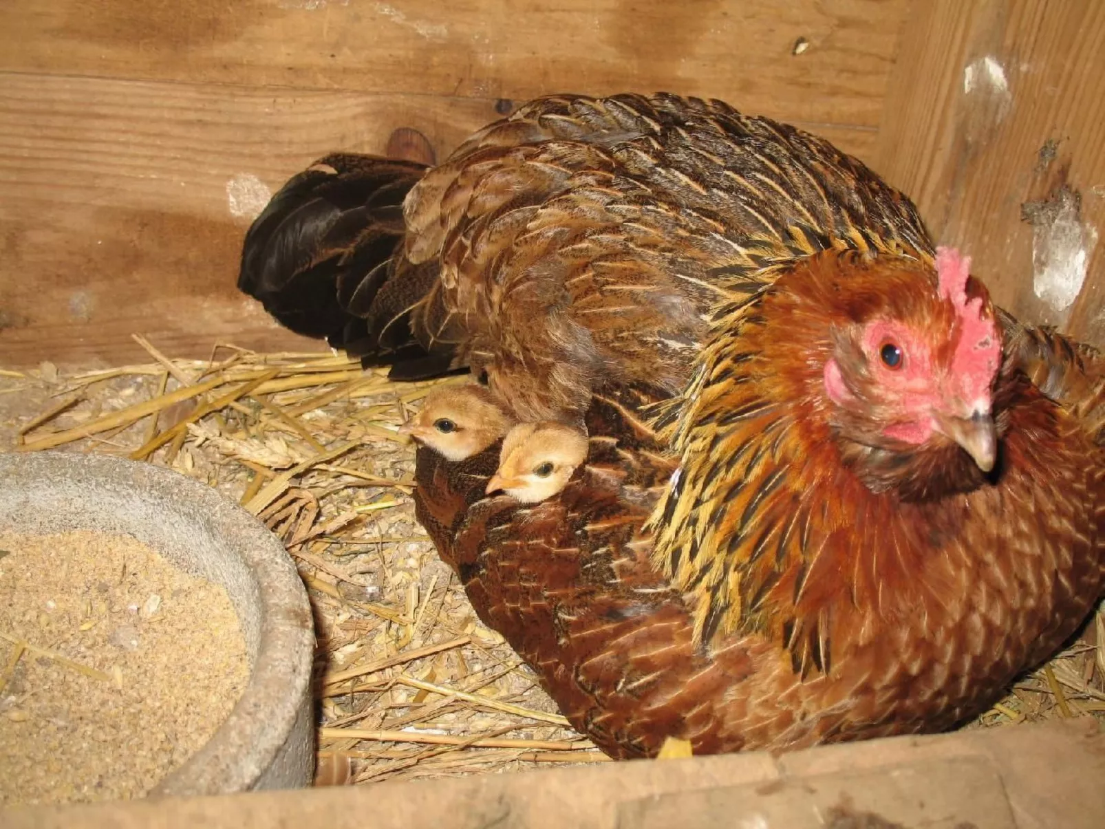 Unterkunft auf dem Bauernhof "La printanière" (Die Frühlingsfrau)-Image-tags.info