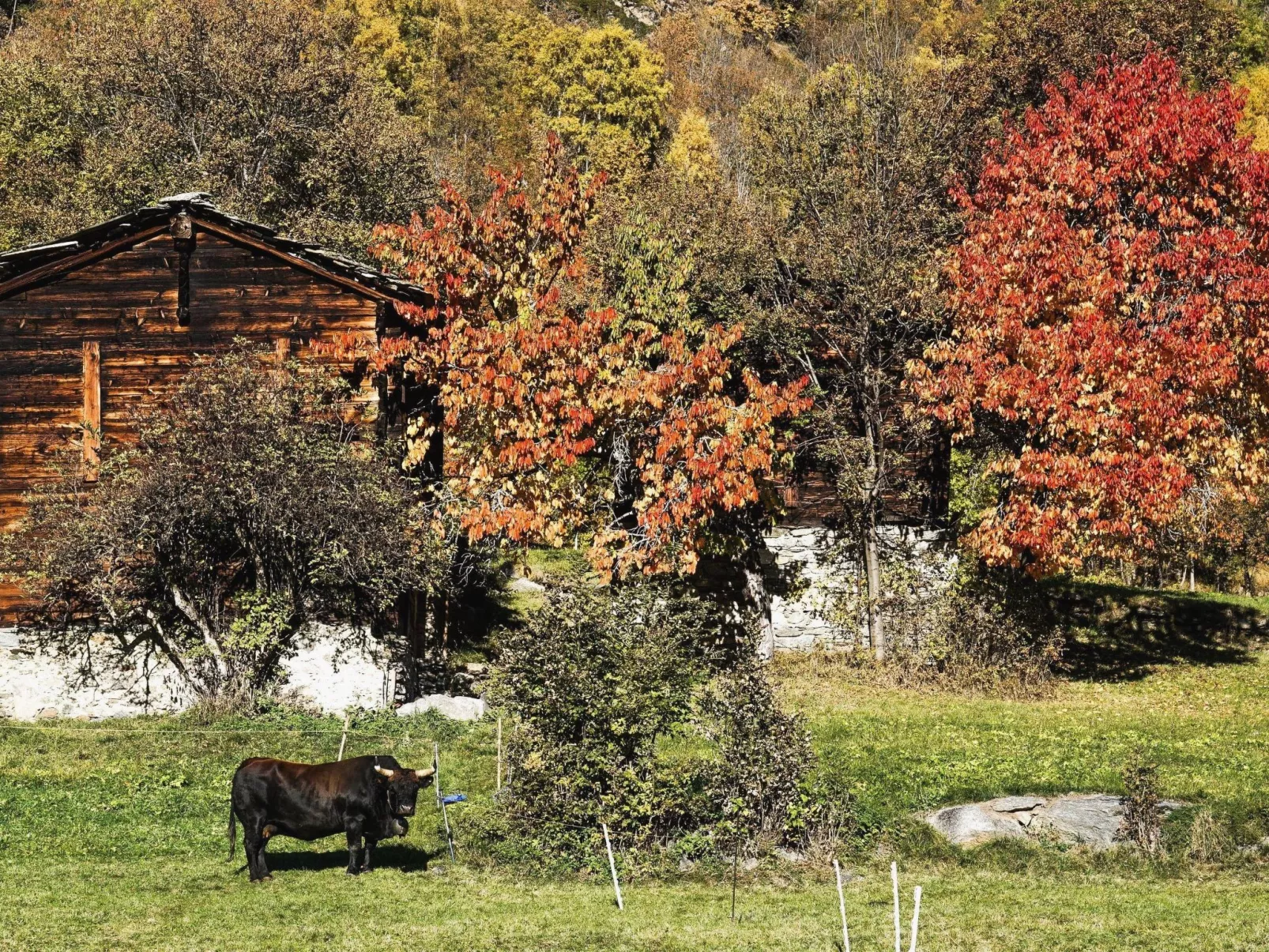 Chalet 1679 - Buiten