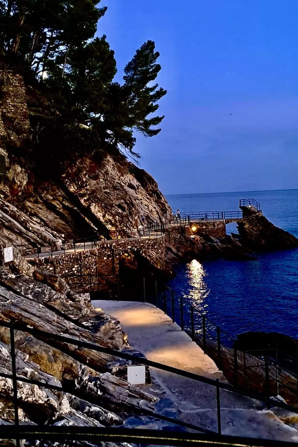 Pitosforo - Image-tags.info