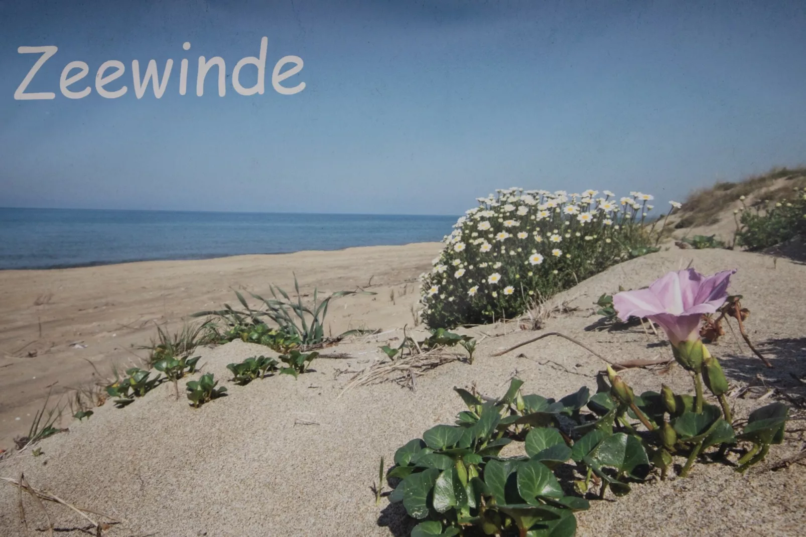 Zonnedorp 17 Zeewinde Renesse: Comfortable holiday home near the beach-Niet-getagd