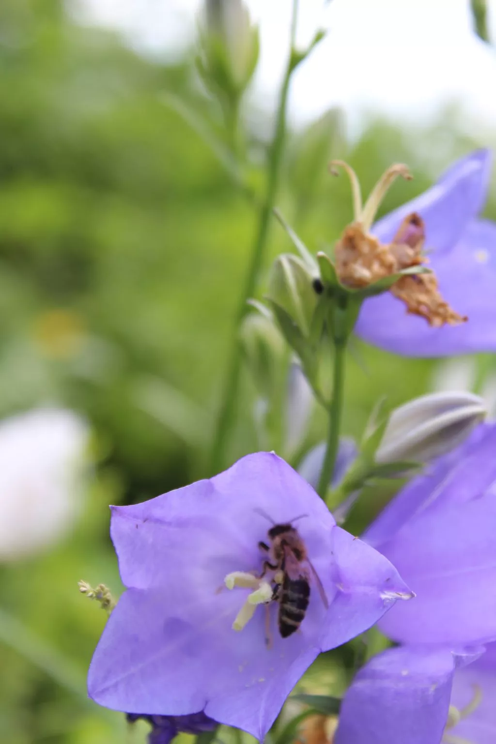 Almyssen - Image-tags.info