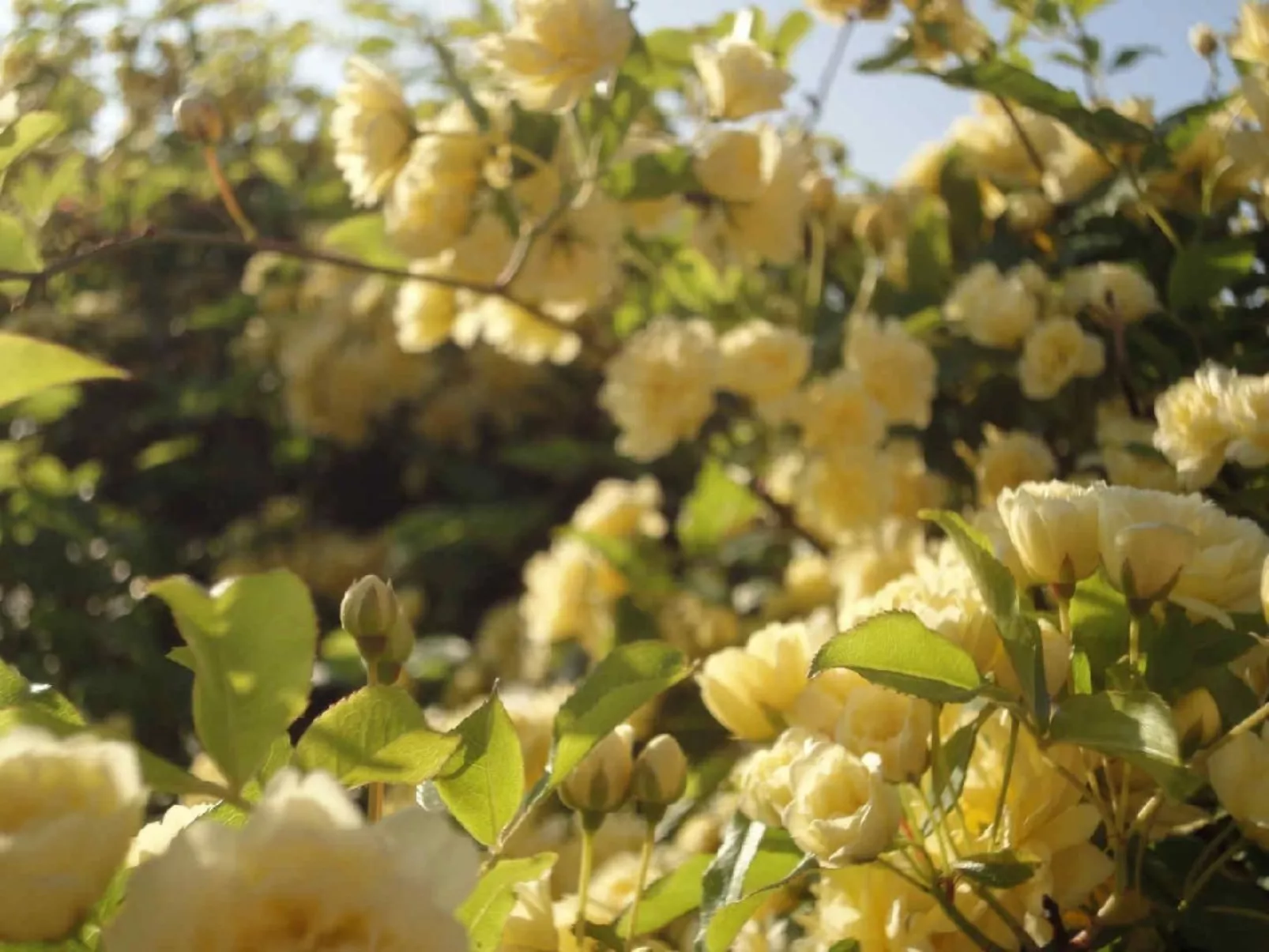 Locations-06 - Die Eugenie - Image-tags.info