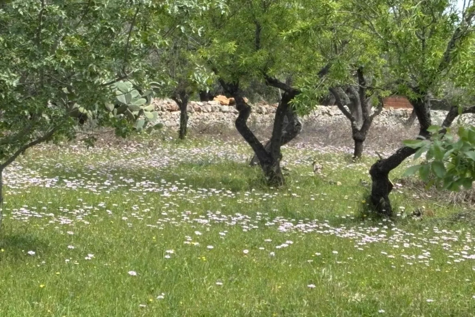 Villa Charme - Tuinen zomer