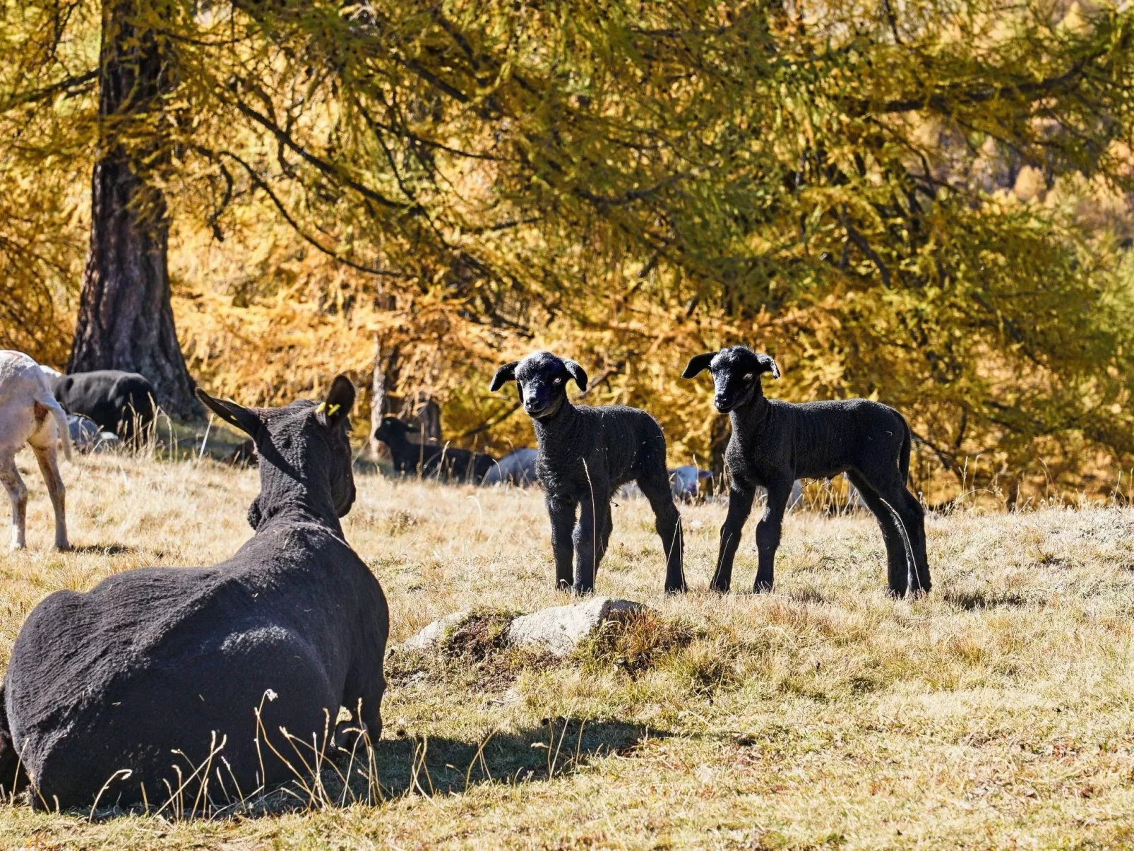 Chalet 1679 - Buiten