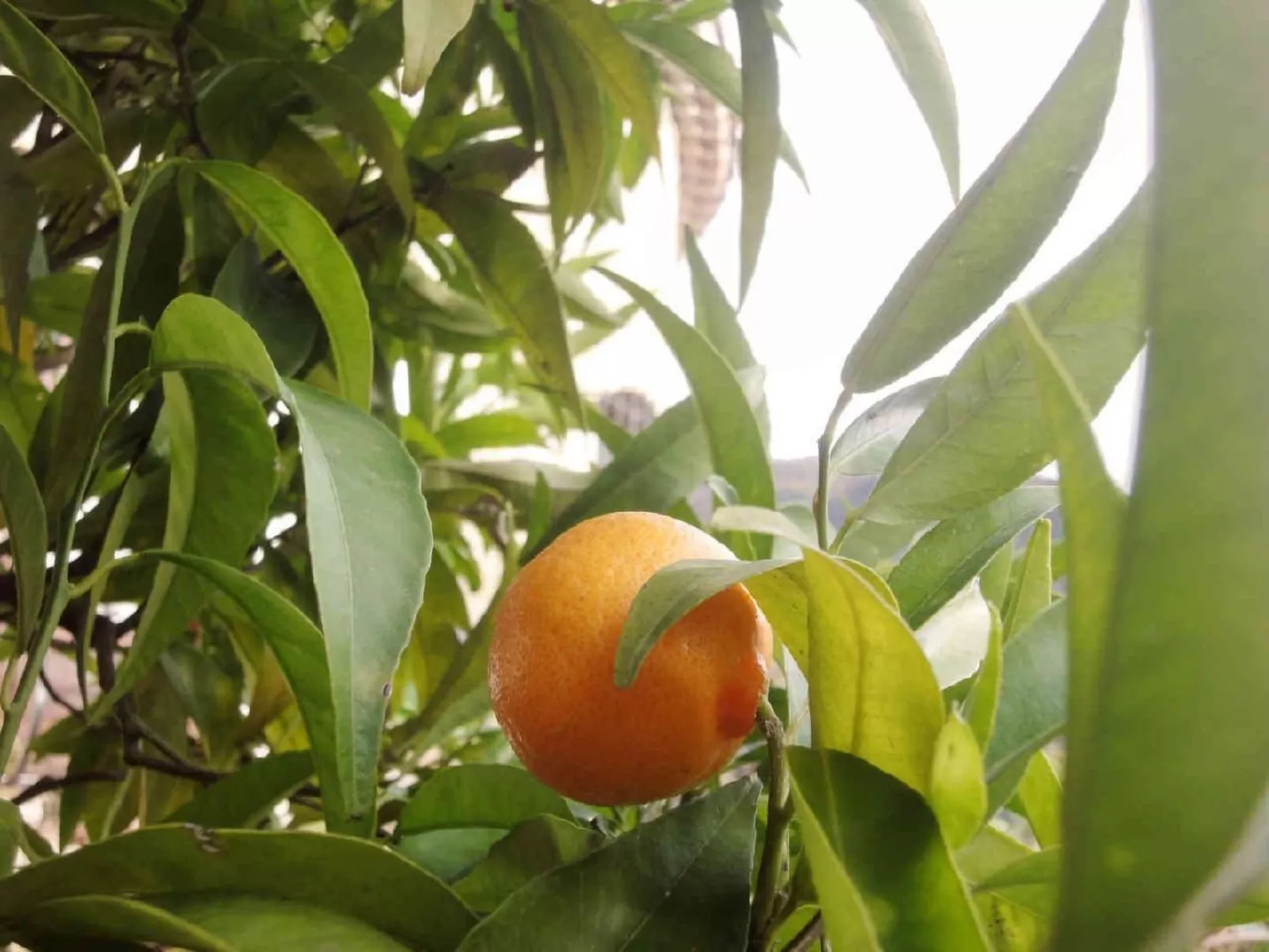 Locations-06 - Die Eugenie - Image-tags.info