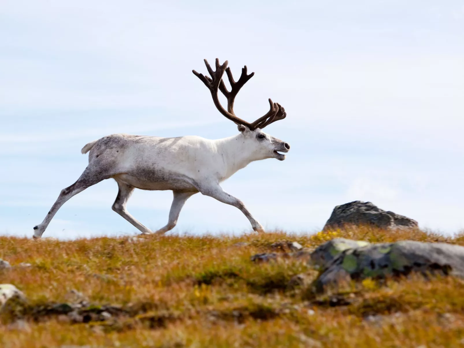 In Krokom und Seeblick - Image-tags.info