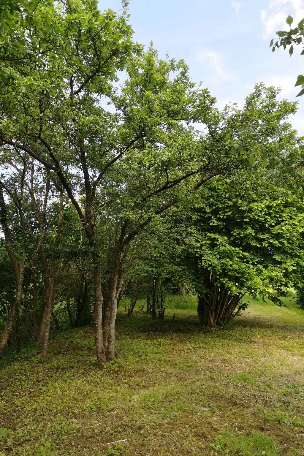 Huus an`t Dörpsdiek - Image-tags.info