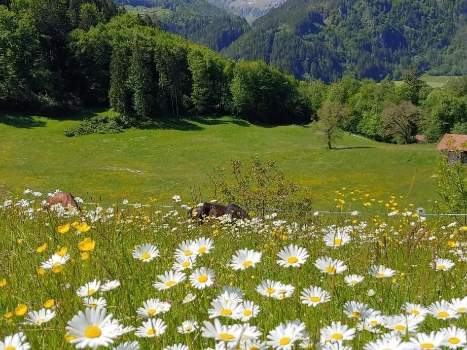 Ufem Egg Ferienhaus - Image-tags.info