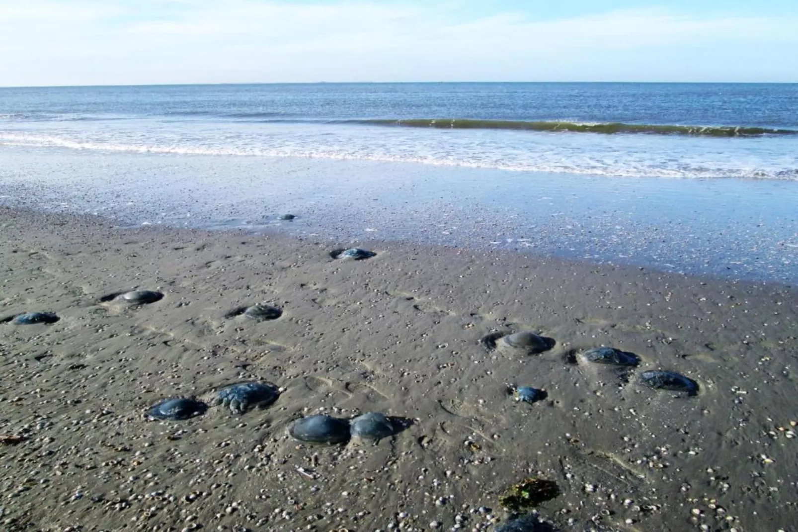 Duinchalet-Gebieden zomer 20km