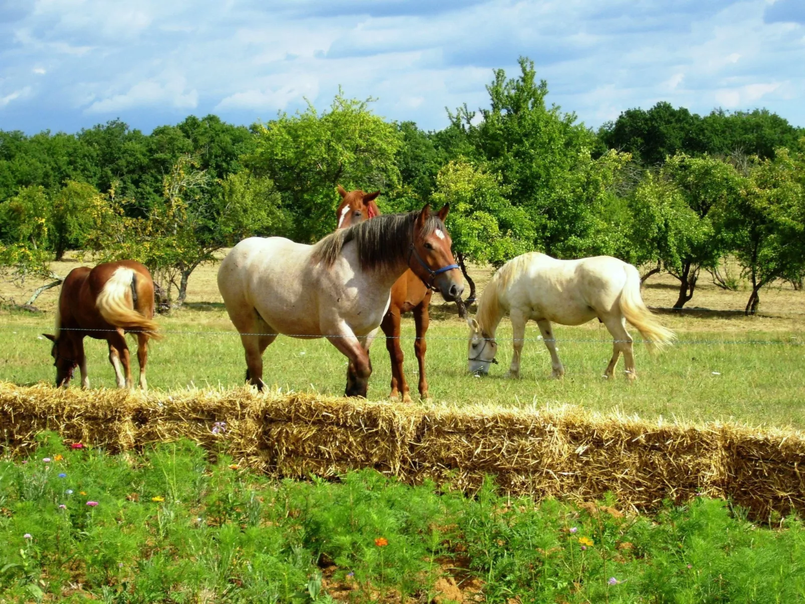 Domäne "Gite La Bergerie" (Ferienwohnung) - Image-tags.info