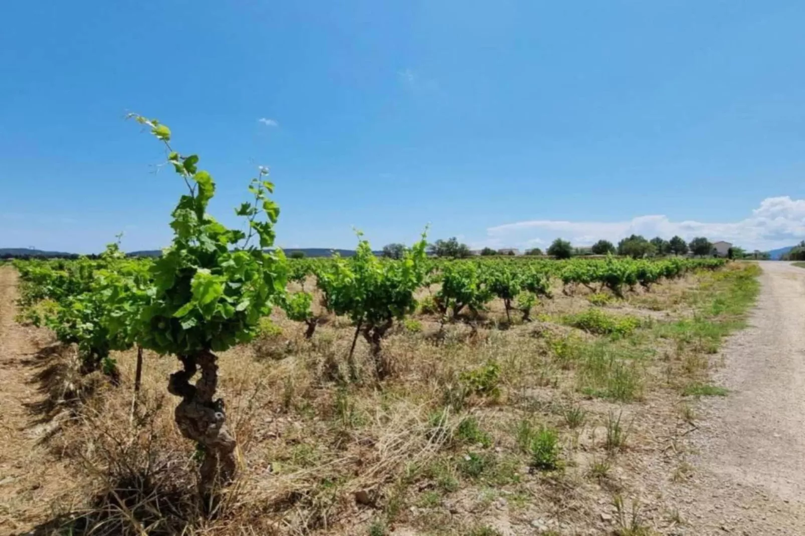 VILLA - FELINES MINERVOIS - Gebieden zomer 5km