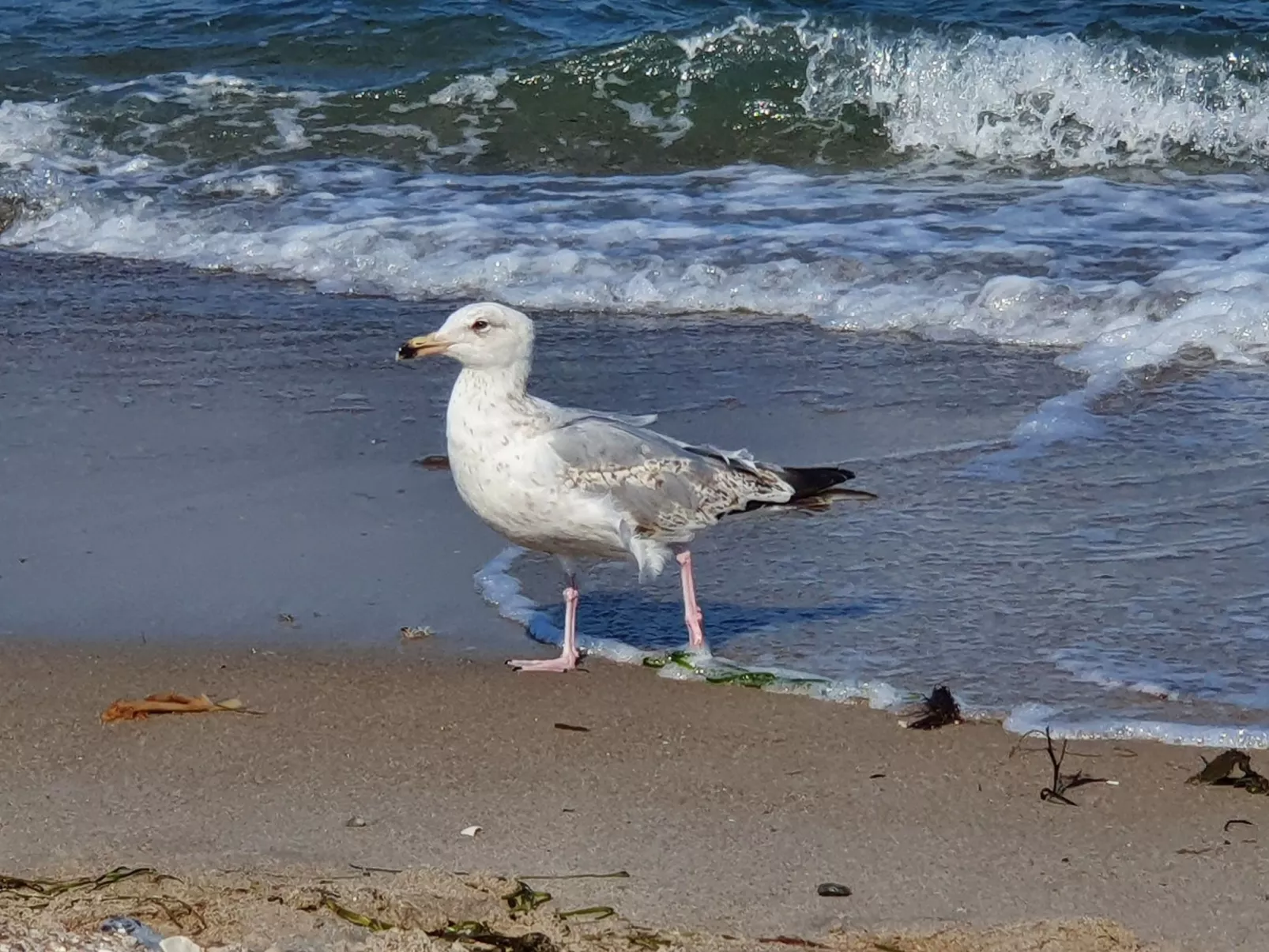 Komfortable Ferienwohnung in Ostseebad Damp mit Großer Terrasse - Image-tags.info