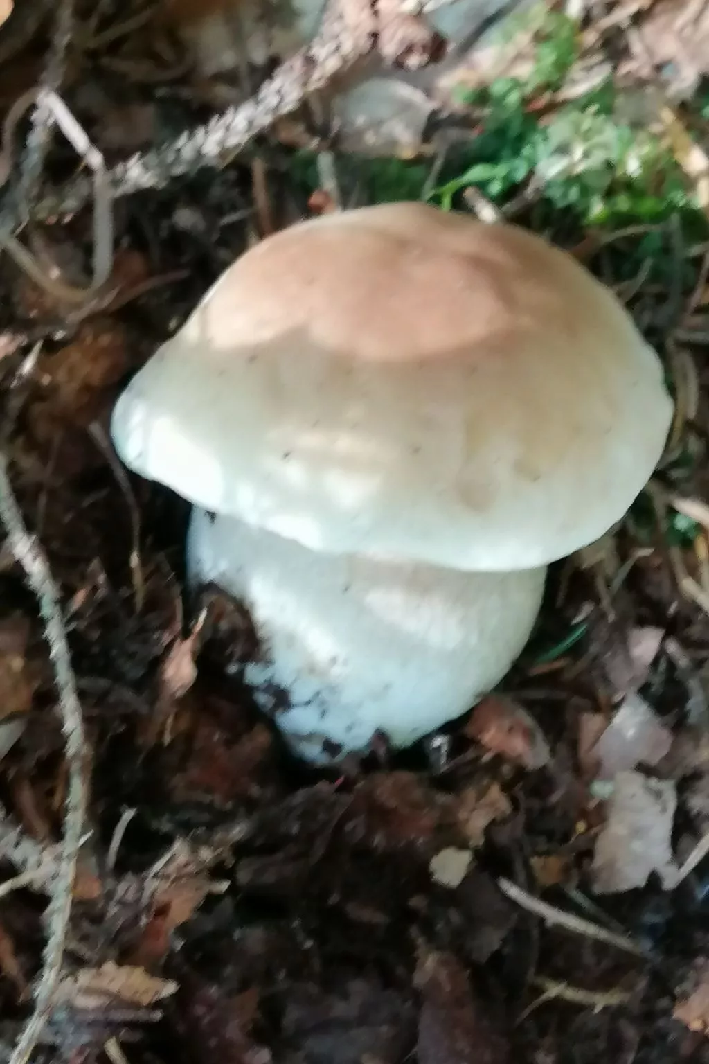 Mit eigenem Garten und Terrasse - Image-tags.info