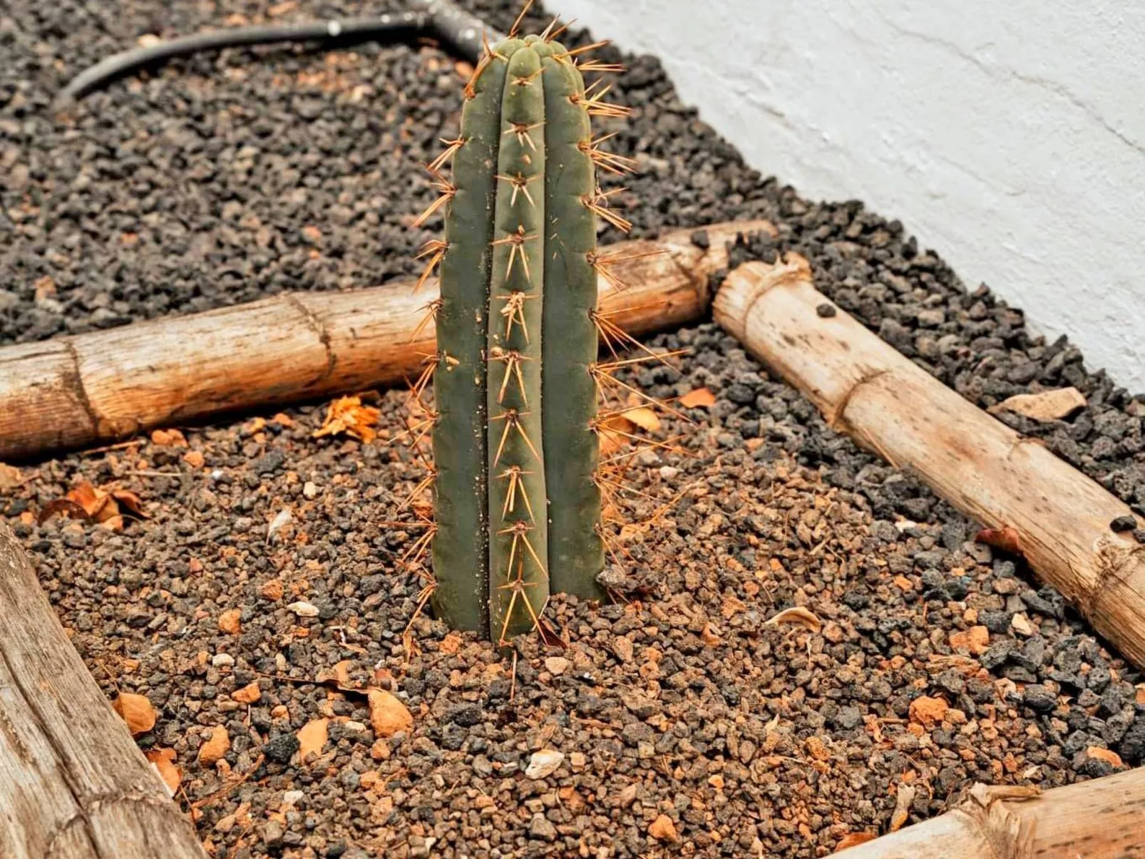 Komfortables Ferienhaus in Corralejo mit privatem Garten und beheiztem Pool - Image-tags.info