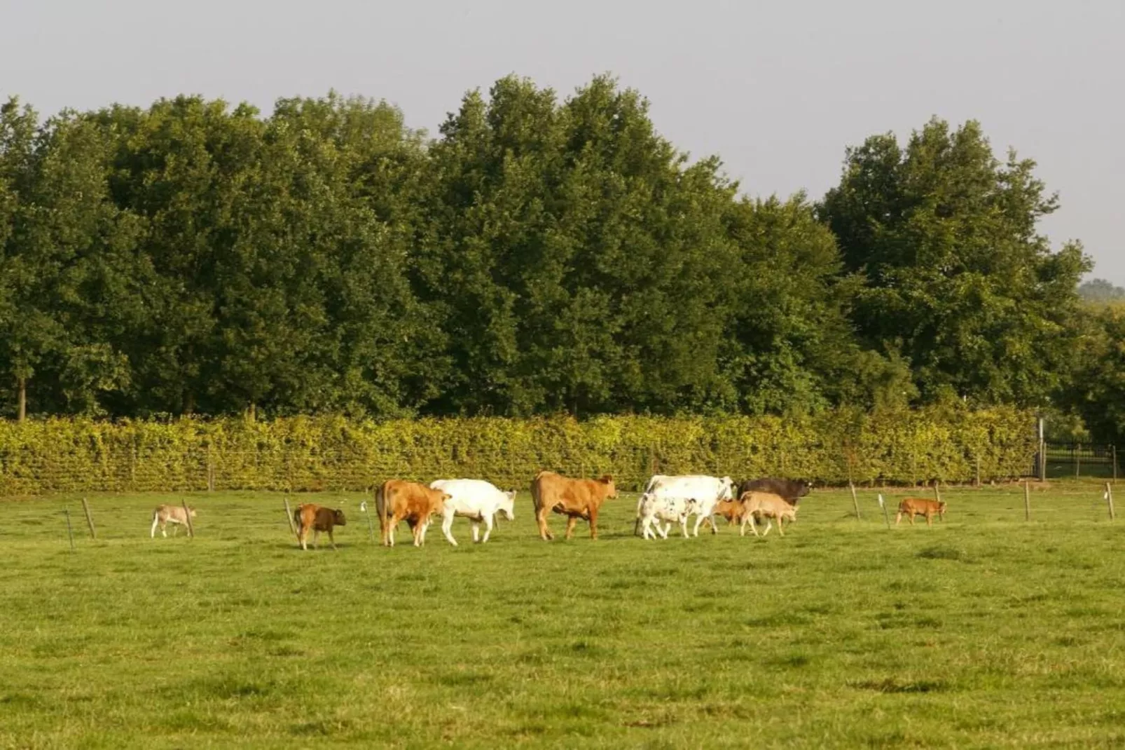 Schaelsbergerbosch - Fireplace & Sauna-Gebieden zomer 20km
