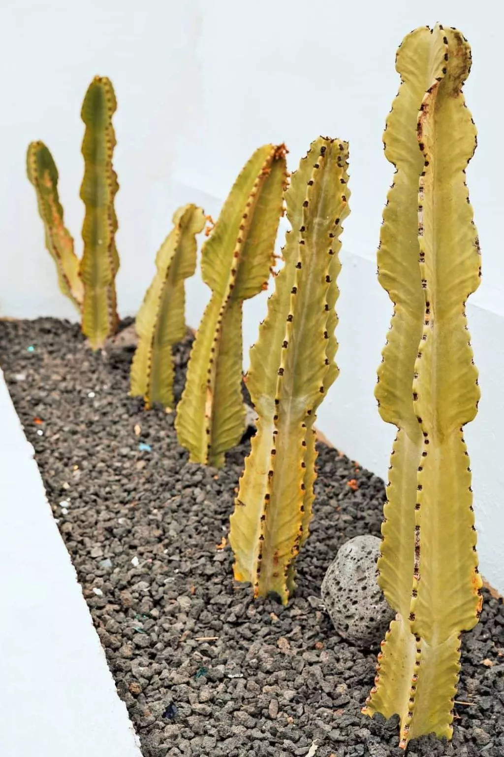 Komfortables Ferienhaus in Corralejo mit privatem Garten und beheiztem Pool - Image-tags.info