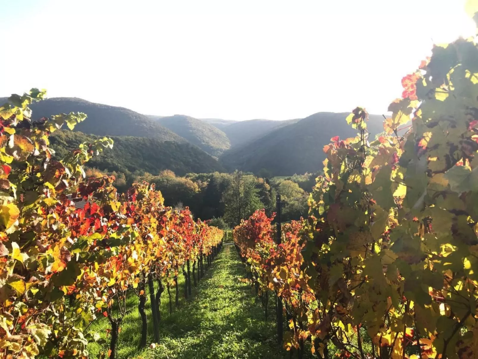 Olive Tree - Image-tags.info