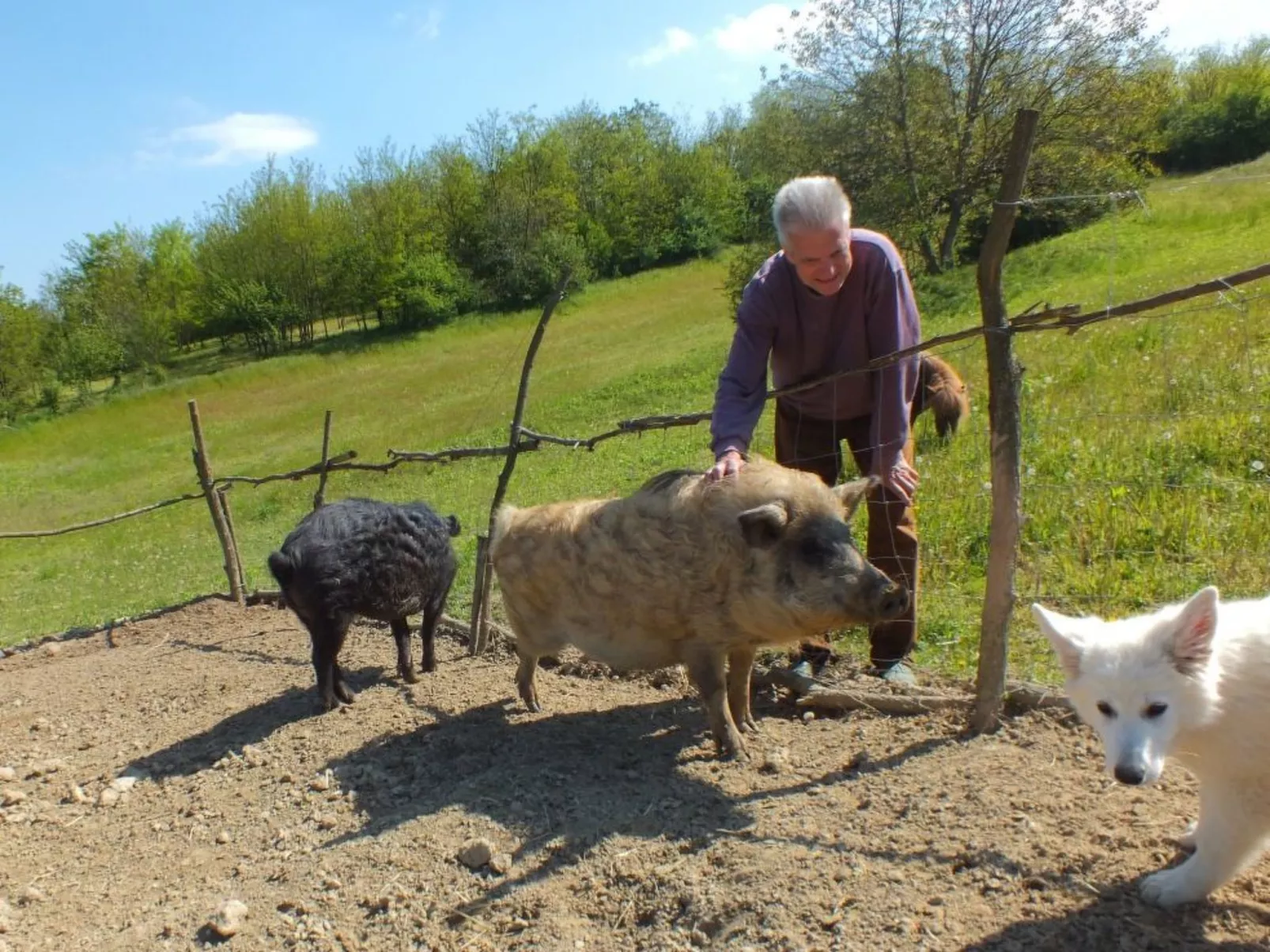 In Döbrököz mit privatem Pool - Image-tags.info