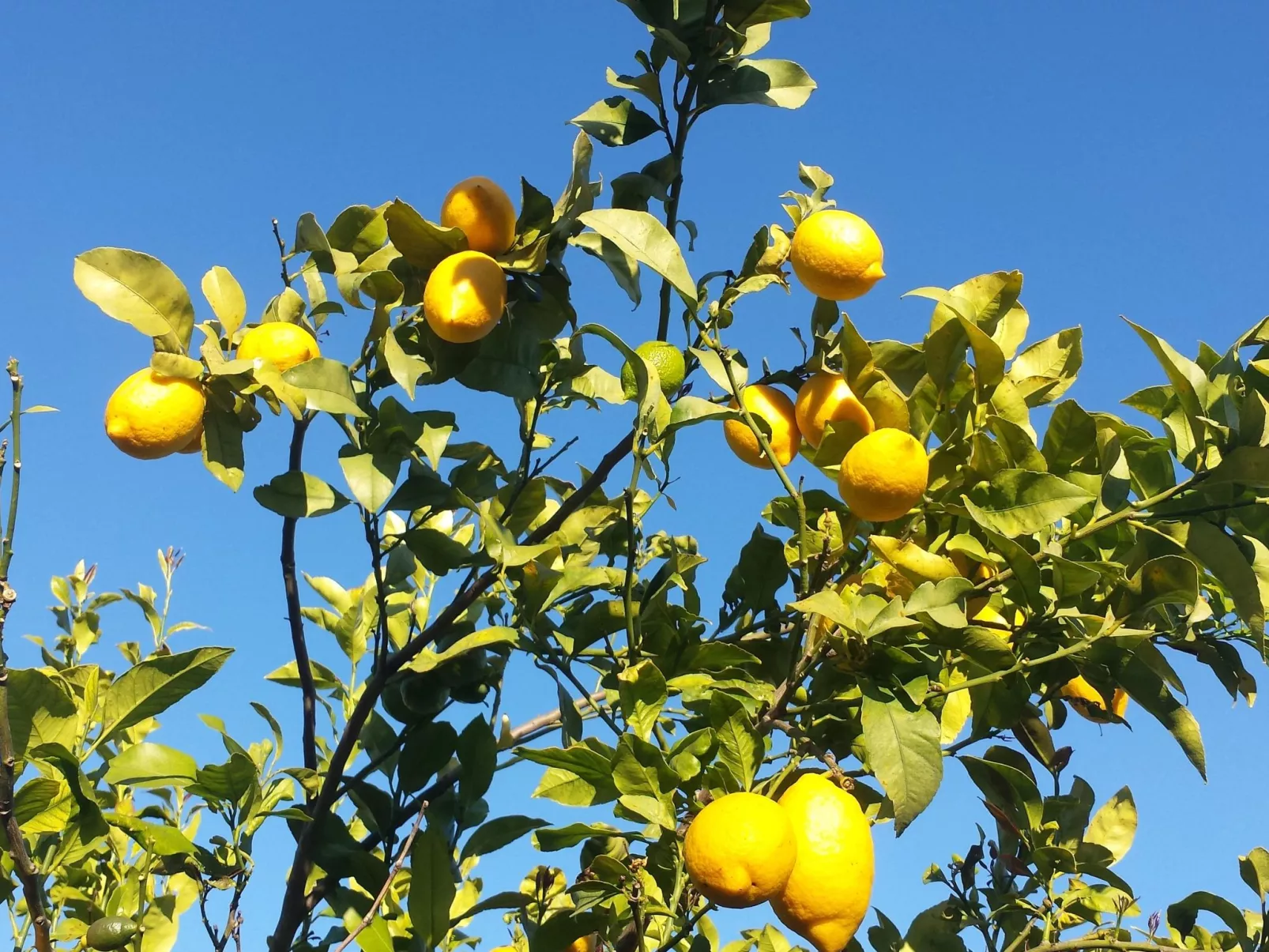 Casa Vale Vinagre, schöne Villa in der Natur - Image-tags.info