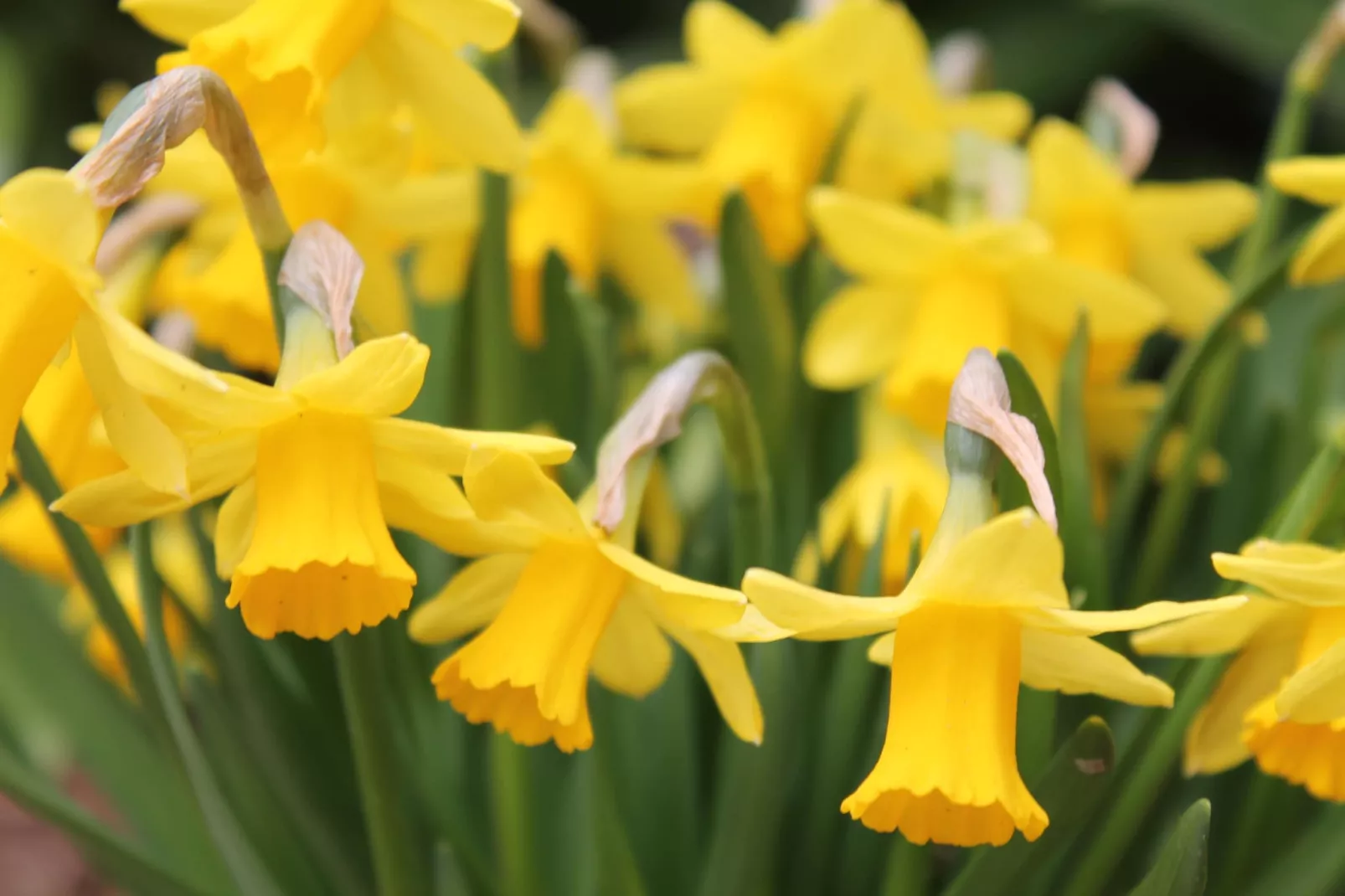 Ferienwohnung Eva mit Meerblick - strandnah - Sfeer