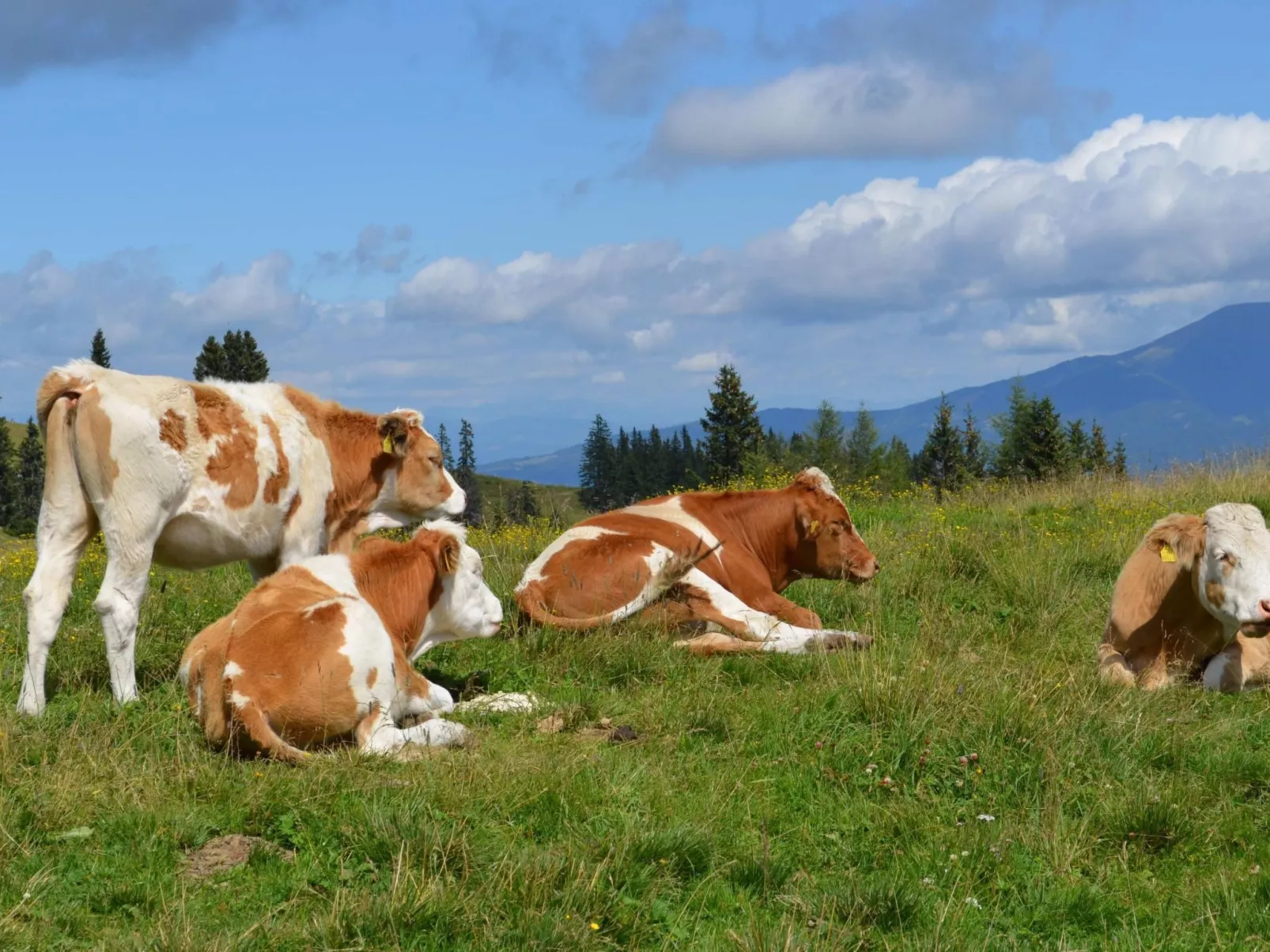 Tolles Ferienhaus mit Sauna und Whirlpool - Image-tags.info