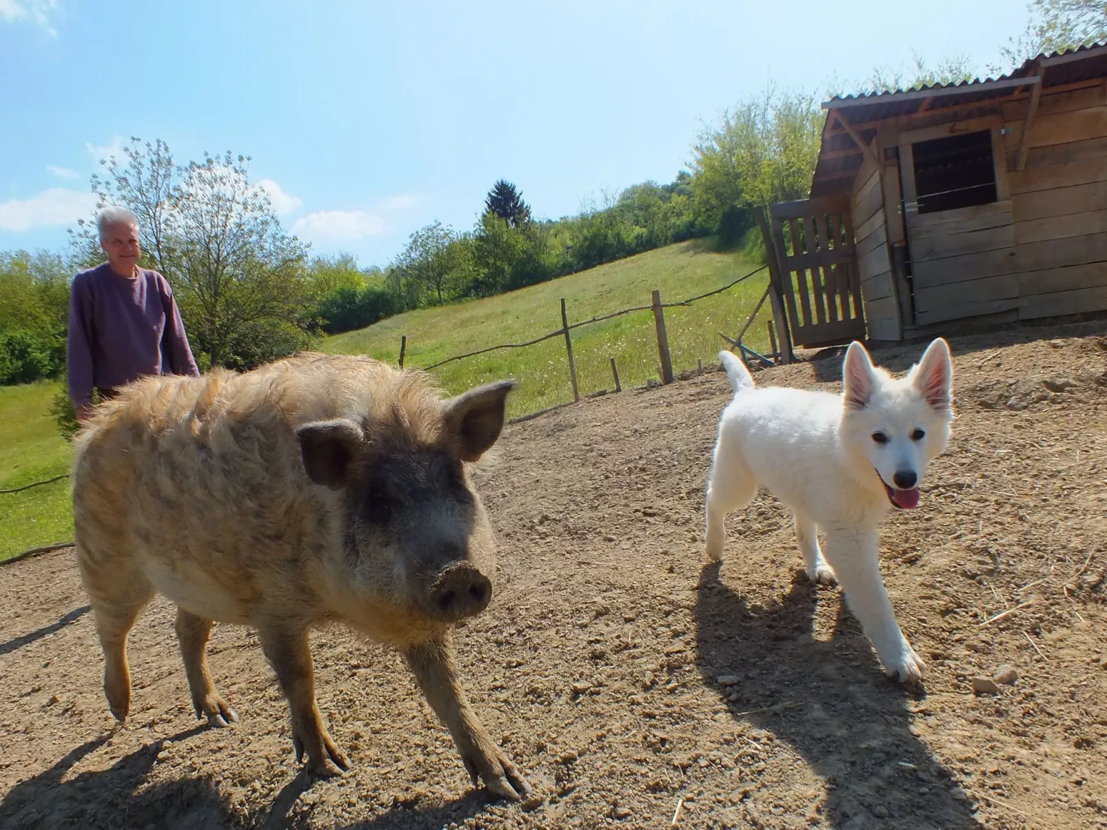 In Döbrököz mit privatem Pool - Image-tags.info