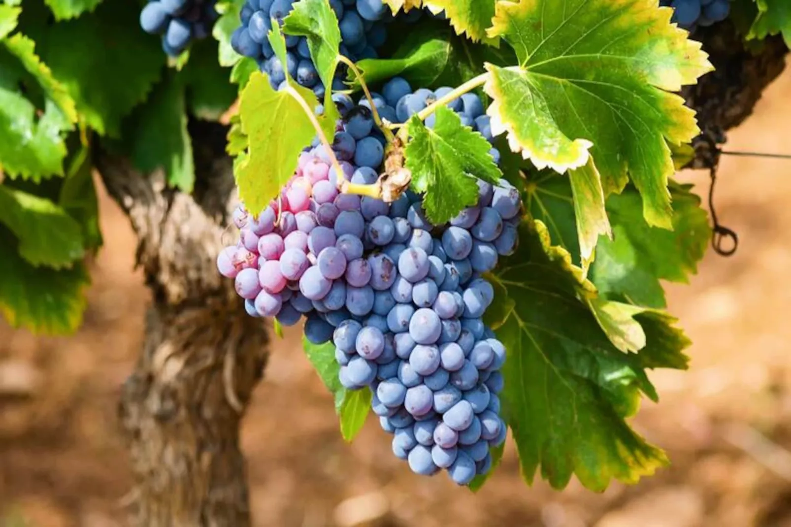 L'Espinet *** - Niet-getagd