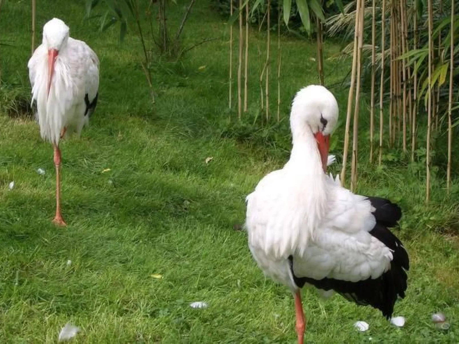 Wellnesshaus Seeperle - All Inklusive - Image-tags.info