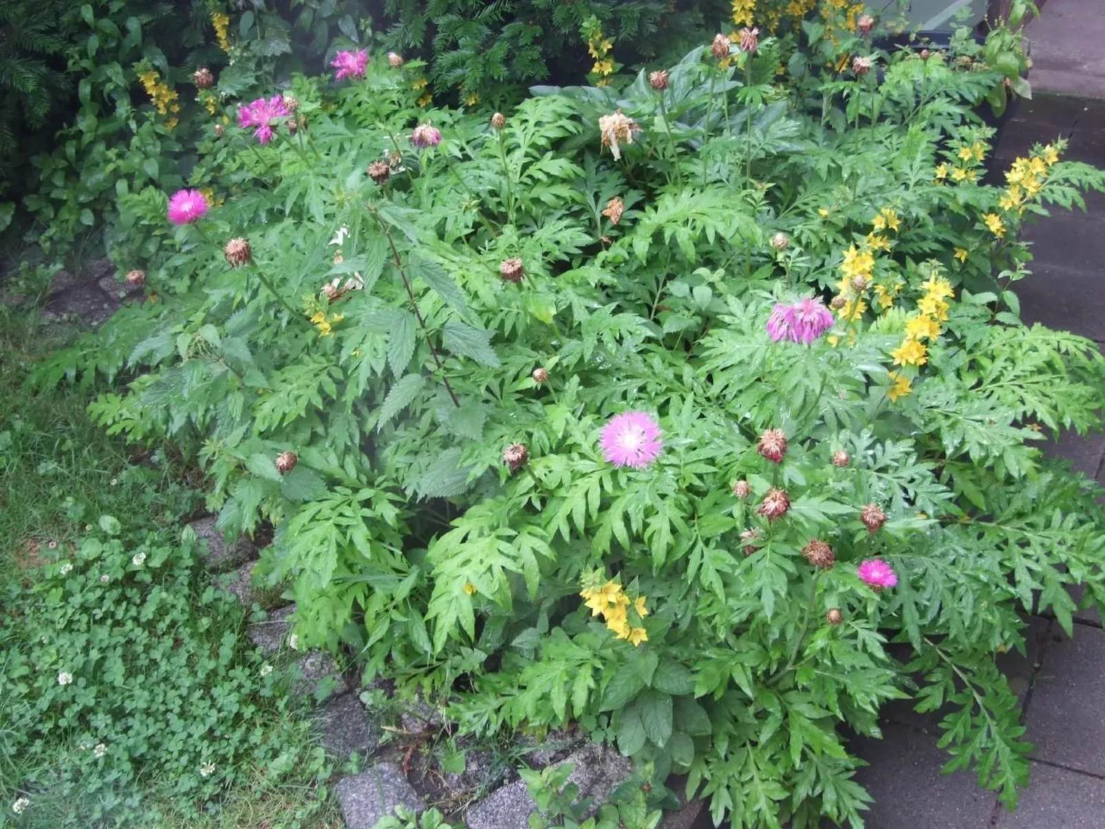 In Wernigerode mit Garten - Image-tags.info