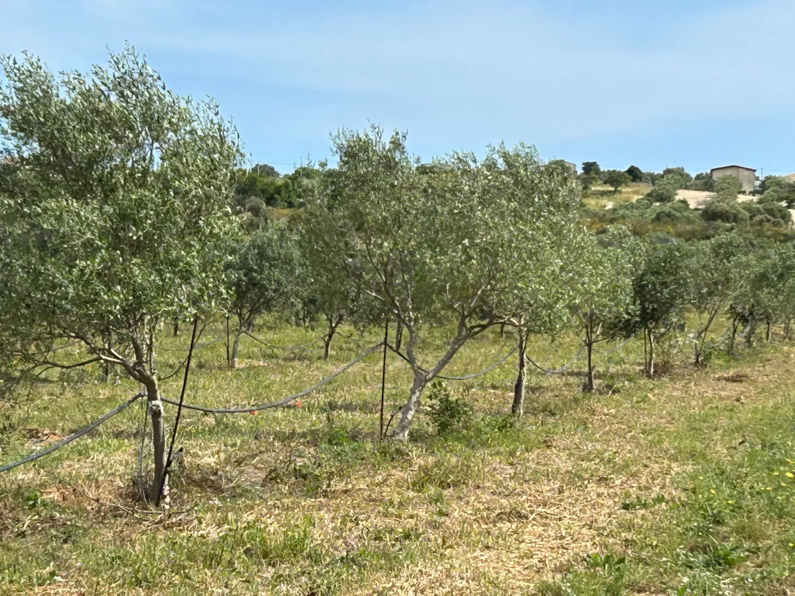 Wohnung in Noto mit Terrasse, gemeinsamem Pool und Garten - Image-tags.info
