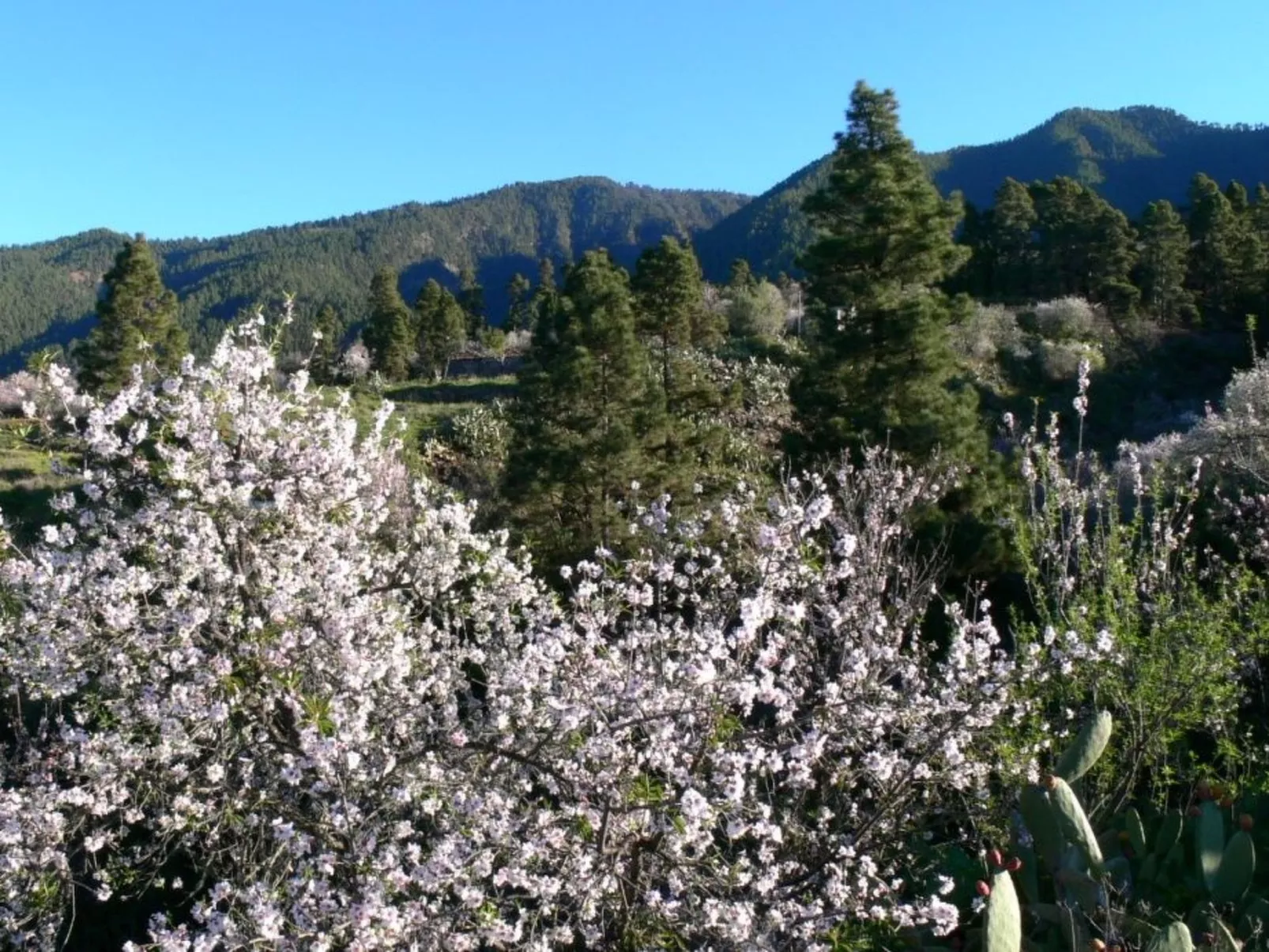 Nettes Ferienhaus in Tijarafe mit Privatem Pool und Panoramablick - Image-tags.info