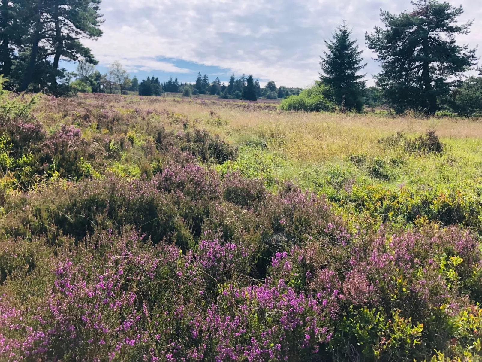 Fachwerkliebe Baudenkmal Ornes - Image-tags.info