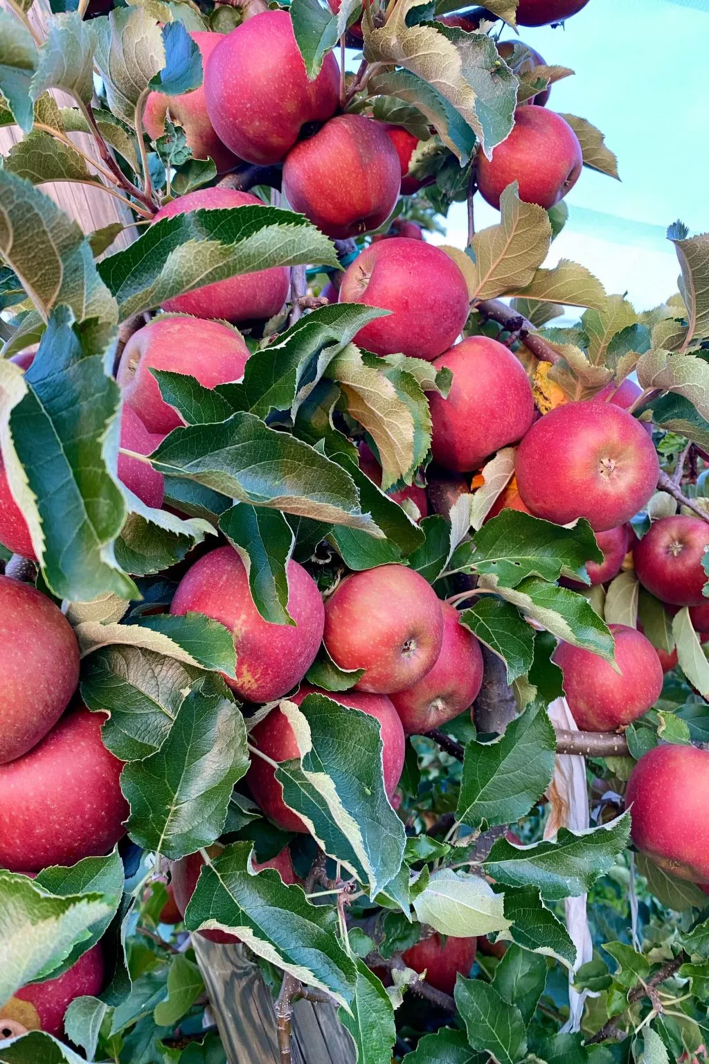 BLICKinsGRUEN - Image-tags.info