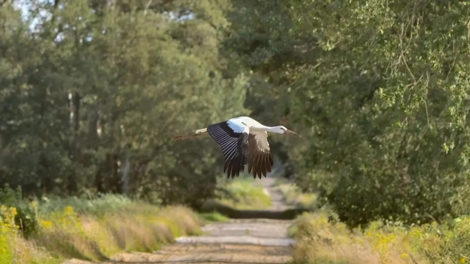 Lierelodge - Gebieden zomer 1km