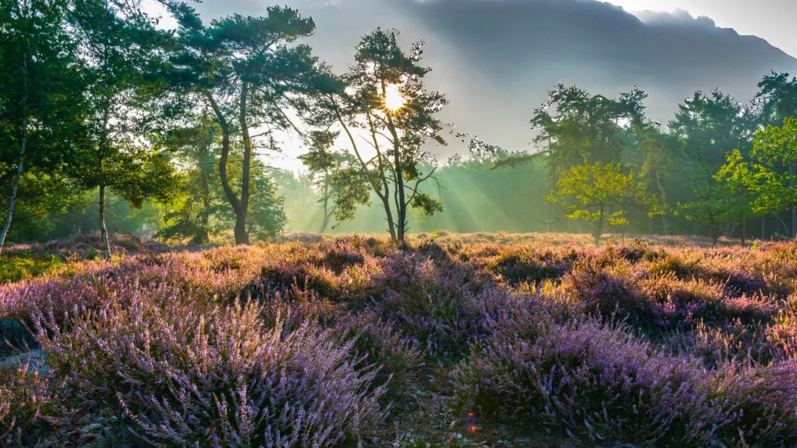 Lierelodge - Gebieden zomer 1km
