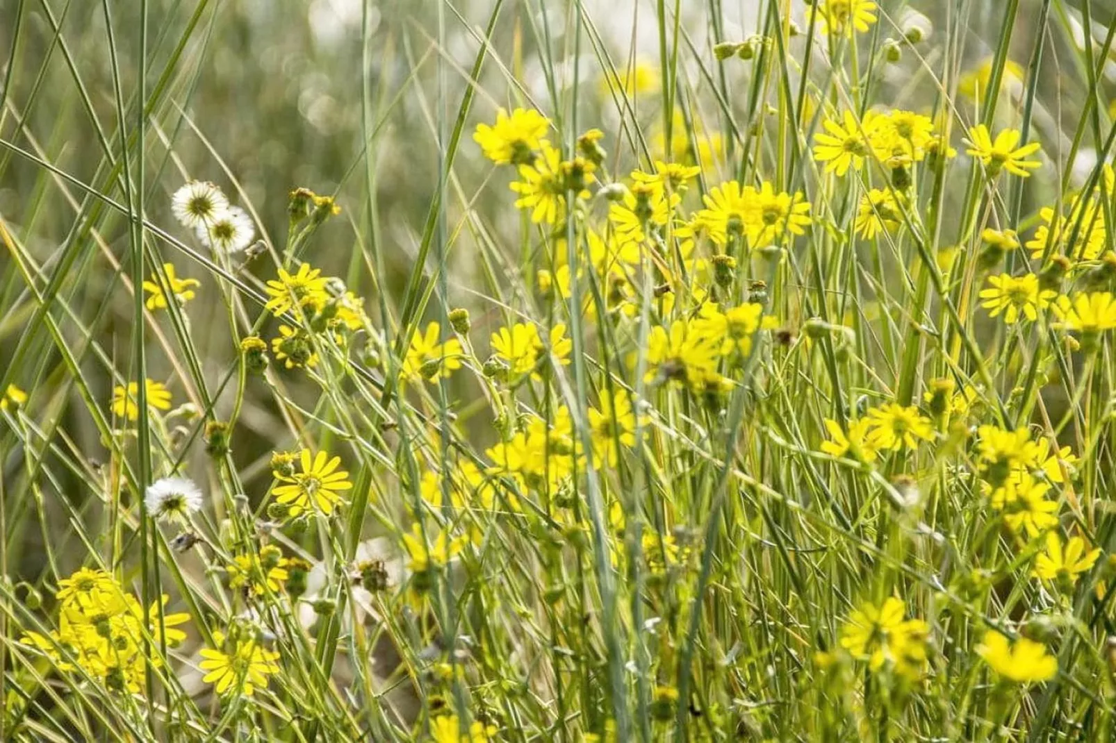 75893-Gebieden zomer 5km