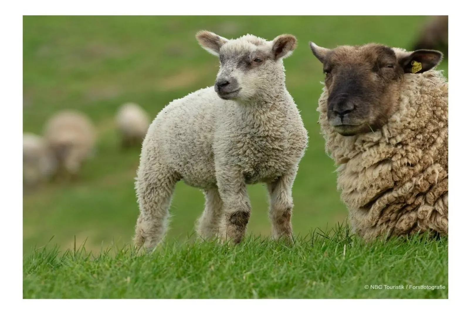 509296-Gebieden zomer 5km