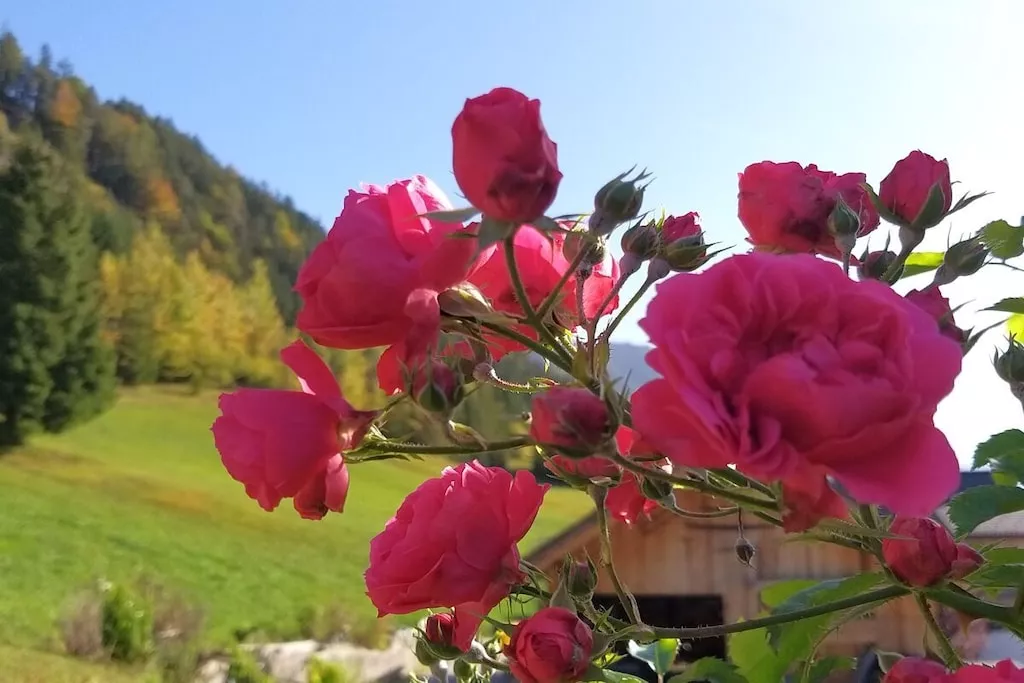 515579 - Niet-getagd