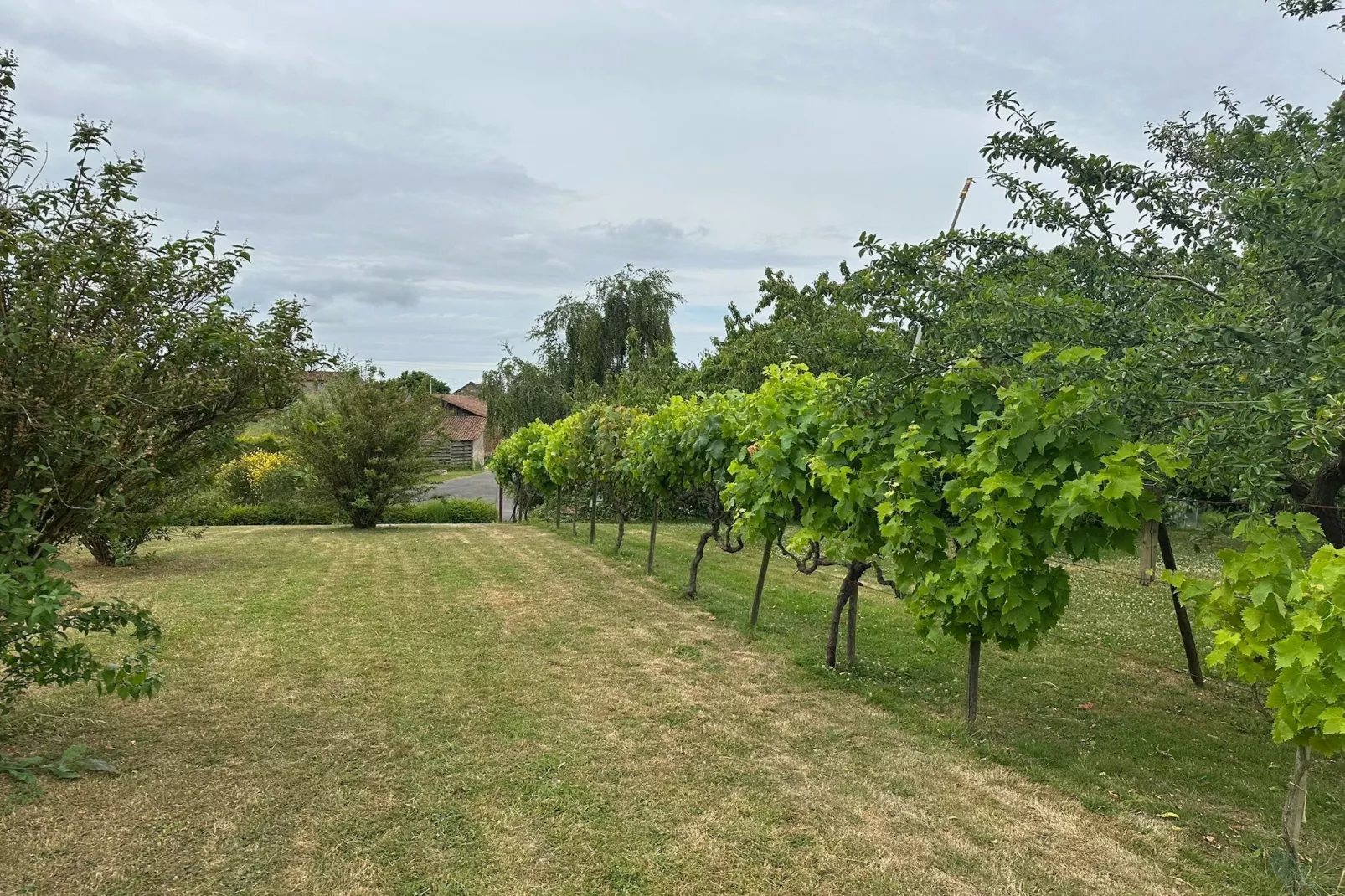 Val du Loire-Gebieden zomer 1km