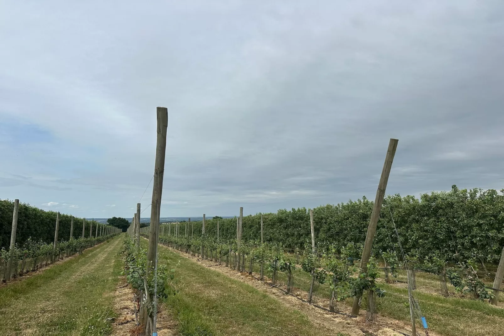 Val du Loire-Gebieden zomer 1km